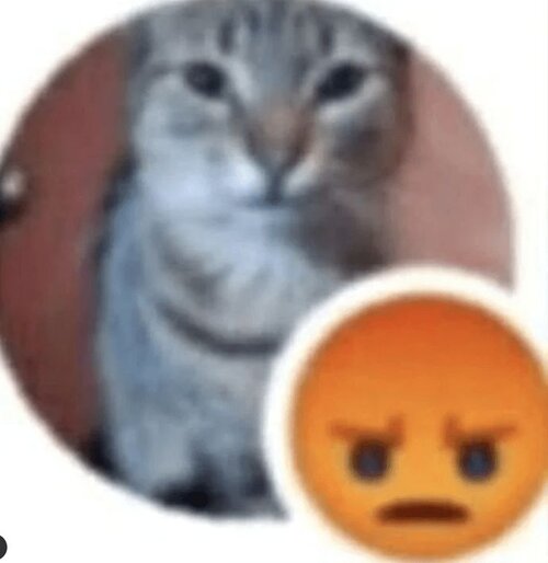 A Meow-thful of 28 Sassy Cat Memes To Brighten Up Your Mood Today.jpg