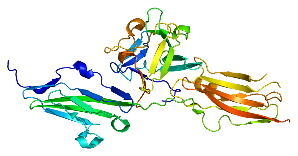 FGFR2 MOLECULE