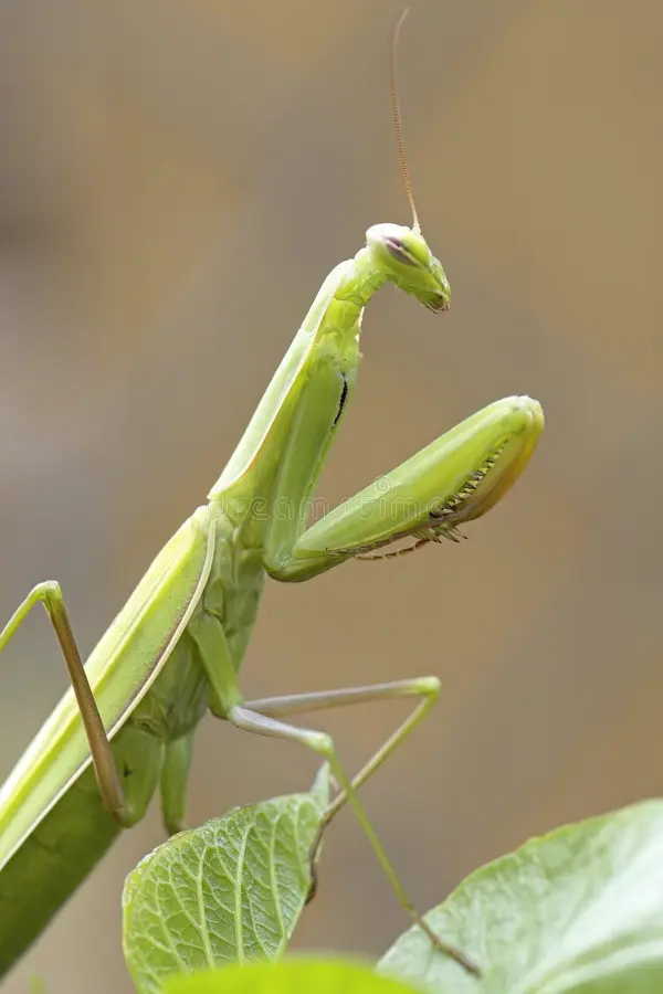 Side profile praying mantis view close up photo cute garden north idaho 288901323