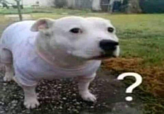 Dog