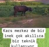 Indir 9
