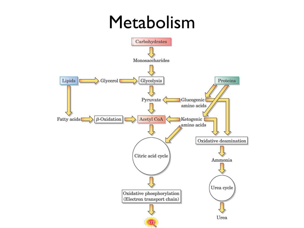 Metabolism