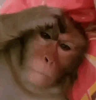 Monkey thinking monkey scratching head