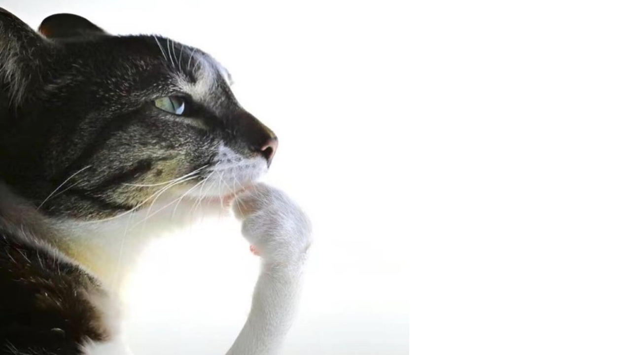 Thinking cat meme by fireinthehole f3l dldyy3e fullview