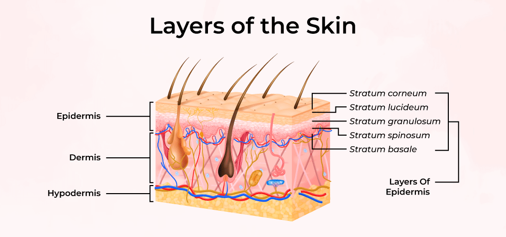 Layers of skin