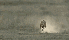 Cheetah run