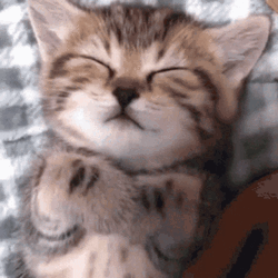 Good night sleeping cat tucked v3o1vcvniat5pf4t