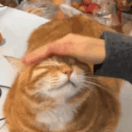 6814160 515779