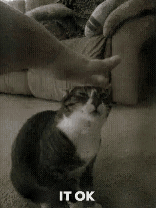 Cat its okay