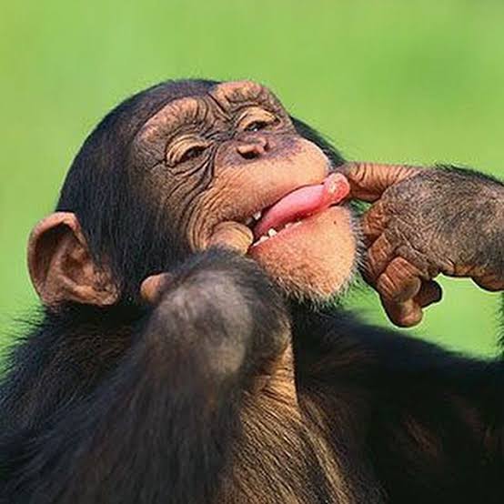 Monke