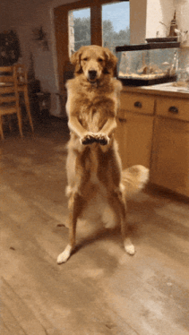 Ai dog ai dog dance