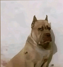 Calzoski geydad perro enojado