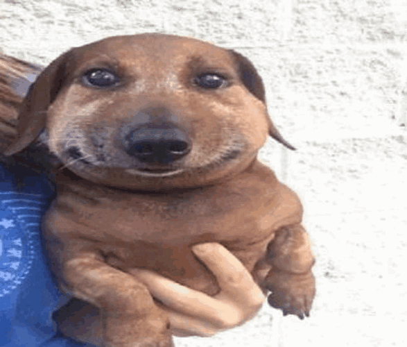 Funny dog meme