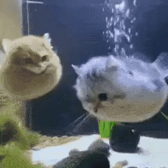 Cutecatfish
